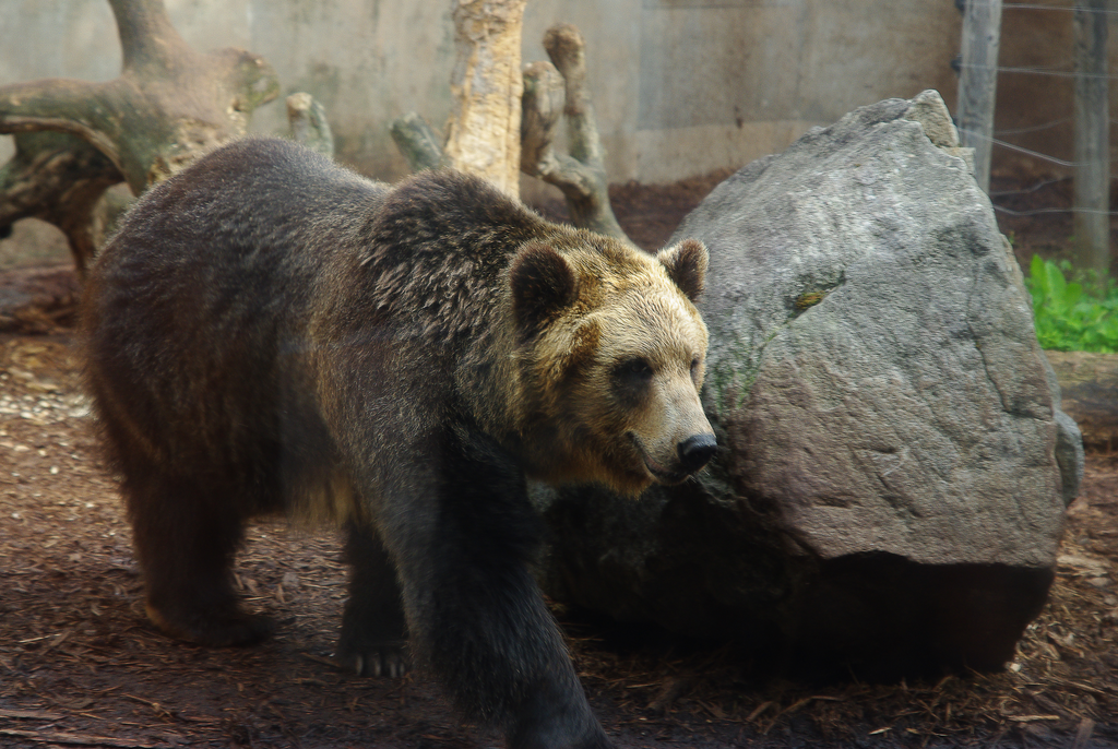 Eurasian Brown Bear