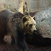 Ussuri Brown Bear - Photo (c) 
Yuko Hara, some rights reserved (CC BY)