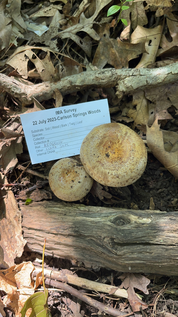 Lactarius maculatus