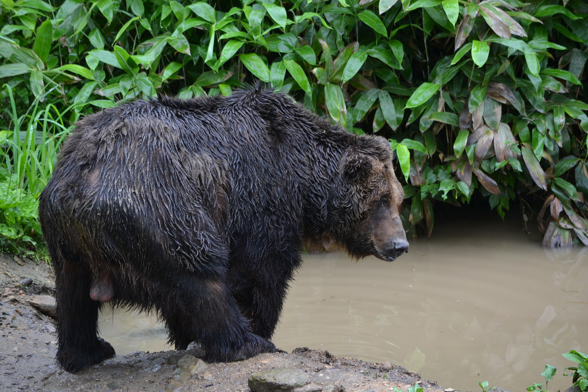Ussuri brown bear - Wikipedia