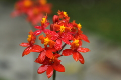 Epidendrum fulgens