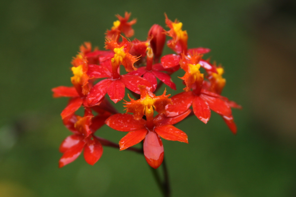 Shining Orchid