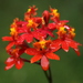 Epidendrum fulgens - Photo (c) Pablo Fraire, some rights reserved (CC BY-NC), uploaded by Pablo Fraire