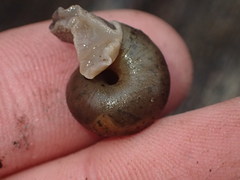 Helminthoglypta montezuma