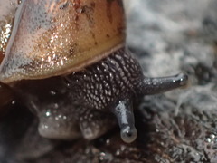 Rothelix warnerfontis