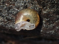 Rothelix warnerfontis