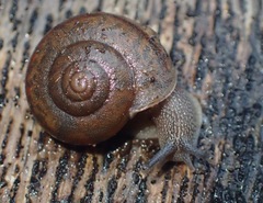 Helminthoglypta montezuma