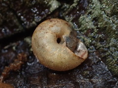Helminthoglypta montezuma
