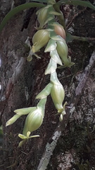 Epidendrum cardiophorum
