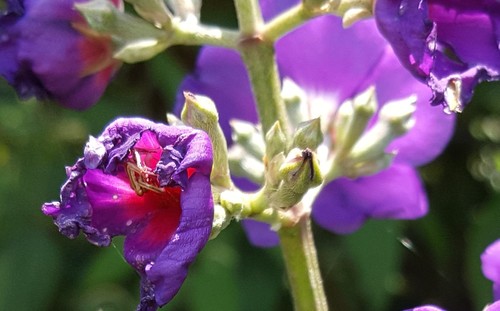 Pleroma heteromallum