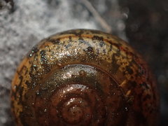 Rothelix warnerfontis