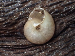 Rothelix warnerfontis