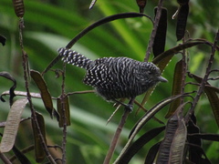 Thamnophilus multistriatus