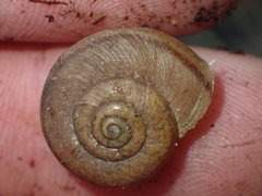 Helminthoglypta montezuma