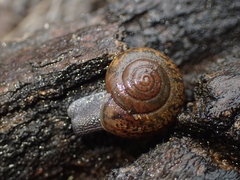 Rothelix warnerfontis