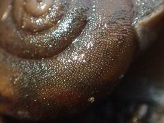 Helminthoglypta montezuma