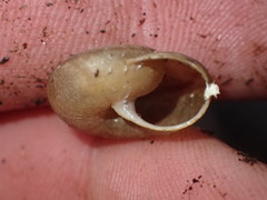 Helminthoglypta montezuma