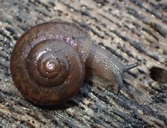 Helminthoglypta montezuma