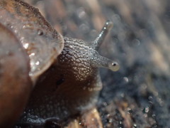 Helminthoglypta montezuma