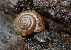 Rothelix warnerfontis