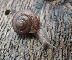 Helminthoglypta montezuma
