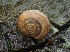Rothelix warnerfontis