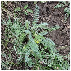 Astragalus wolgensis
