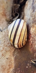 Polymita versicolor