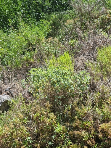 Teucrium betonicum image