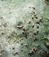 Ostropomycetidae