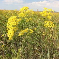 Jacobaea andrzejowskyi
