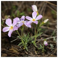 Phlox sibirica