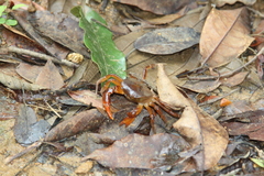 Trichodactylidae