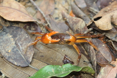 Trichodactylidae