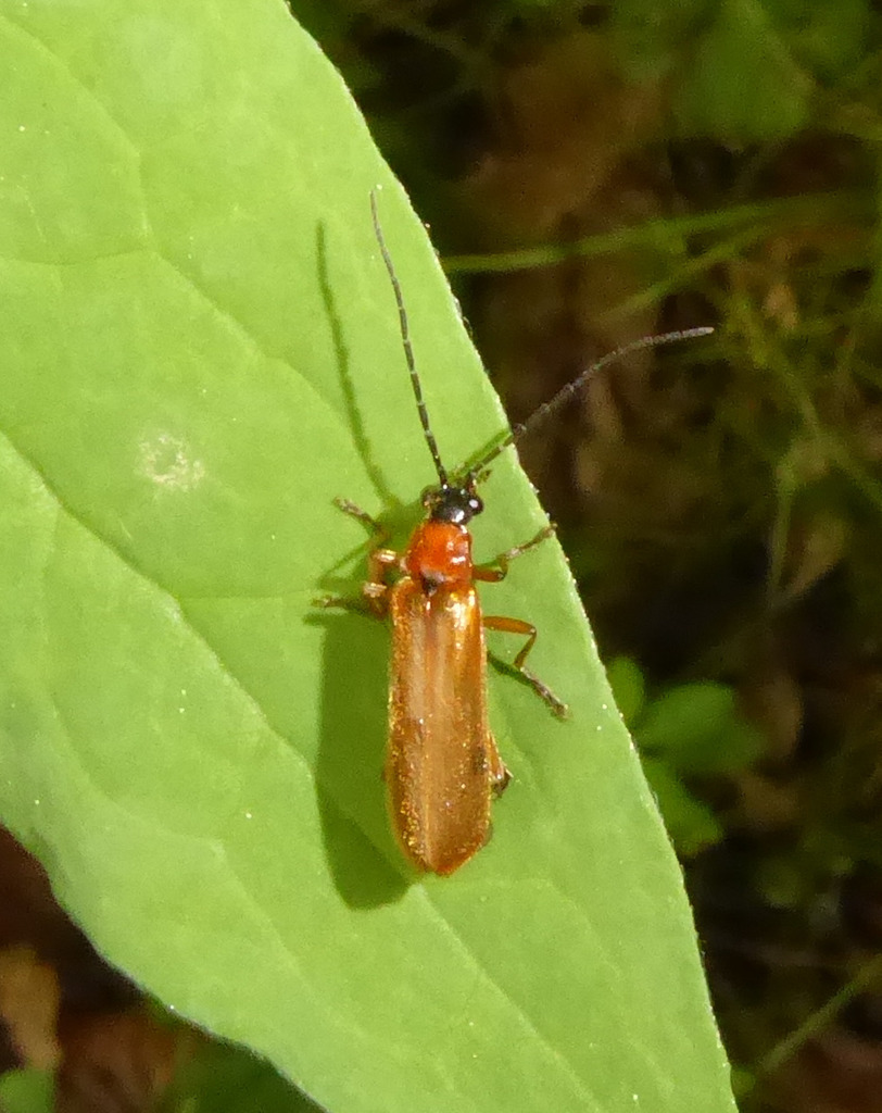 Rhagonycha nigriceps