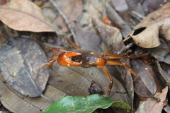 Trichodactylidae