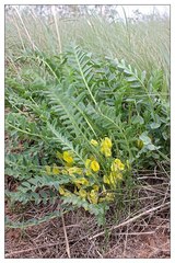 Astragalus wolgensis