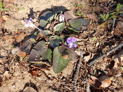 Viola villosa