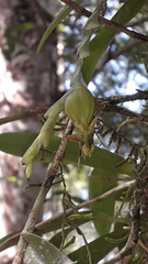Epidendrum cardiophorum