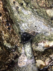 Mytilus californianus