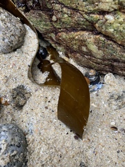 Laminariaceae