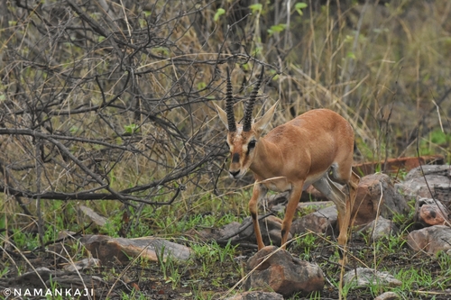 Chinkara
