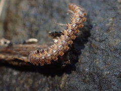 Harpogonopus confluentus