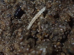Symphyla