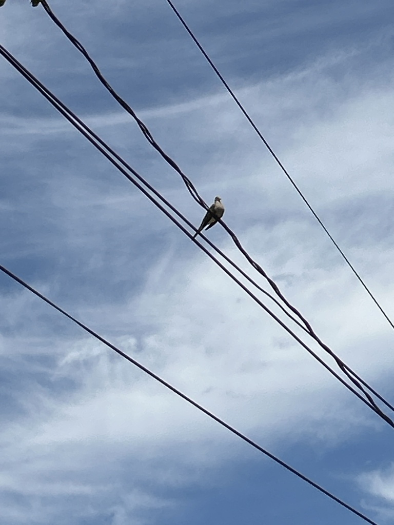 Mourning Dove from Archer Dr, Bronxville, NY, US on July 22, 2023 at 02