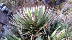Agave filifera