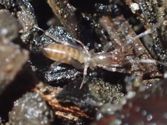 Hubbardia pentapeltis