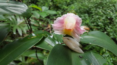 Costus arabicus