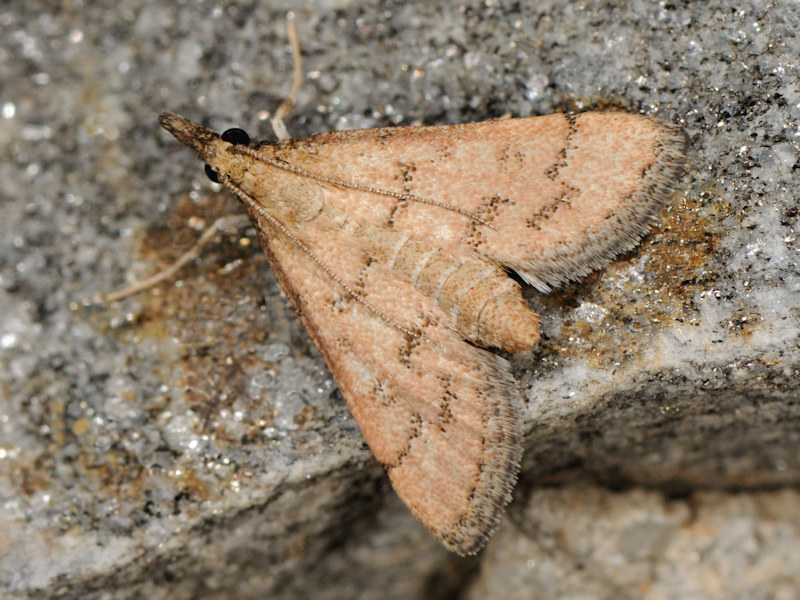 Dolicharthria metasialis