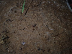 Hubbardia pentapeltis